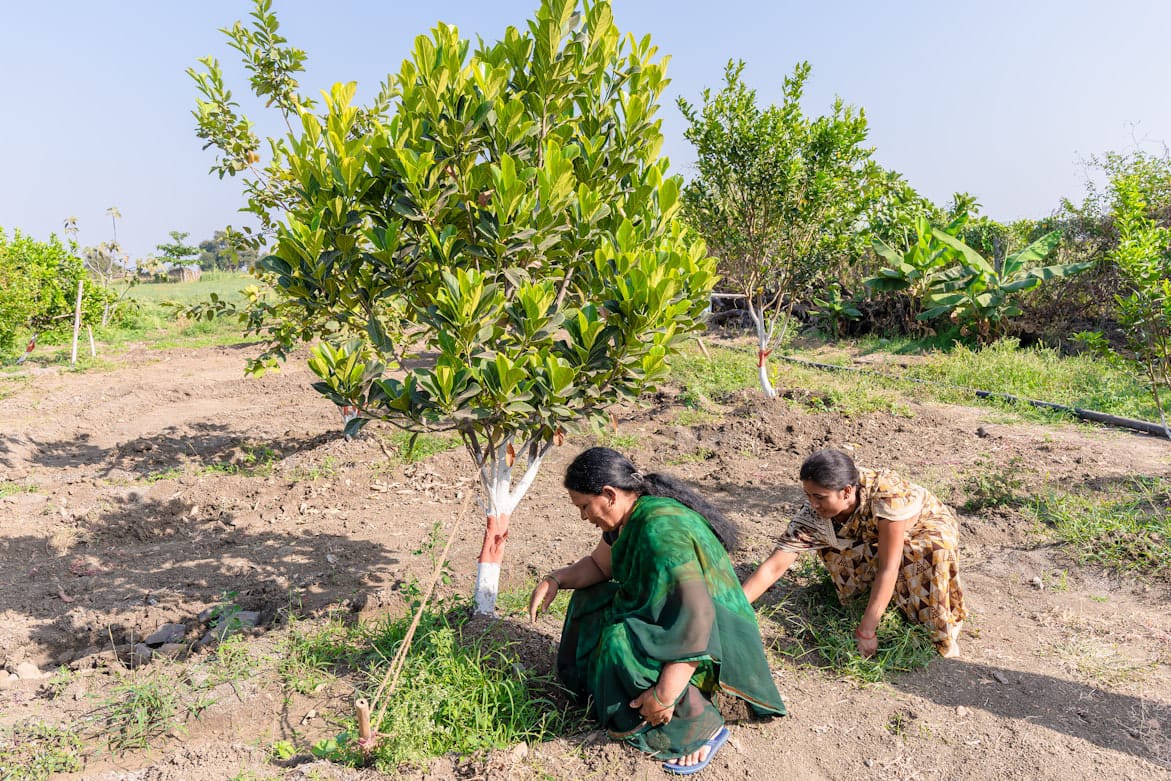 Women planting tree sapling